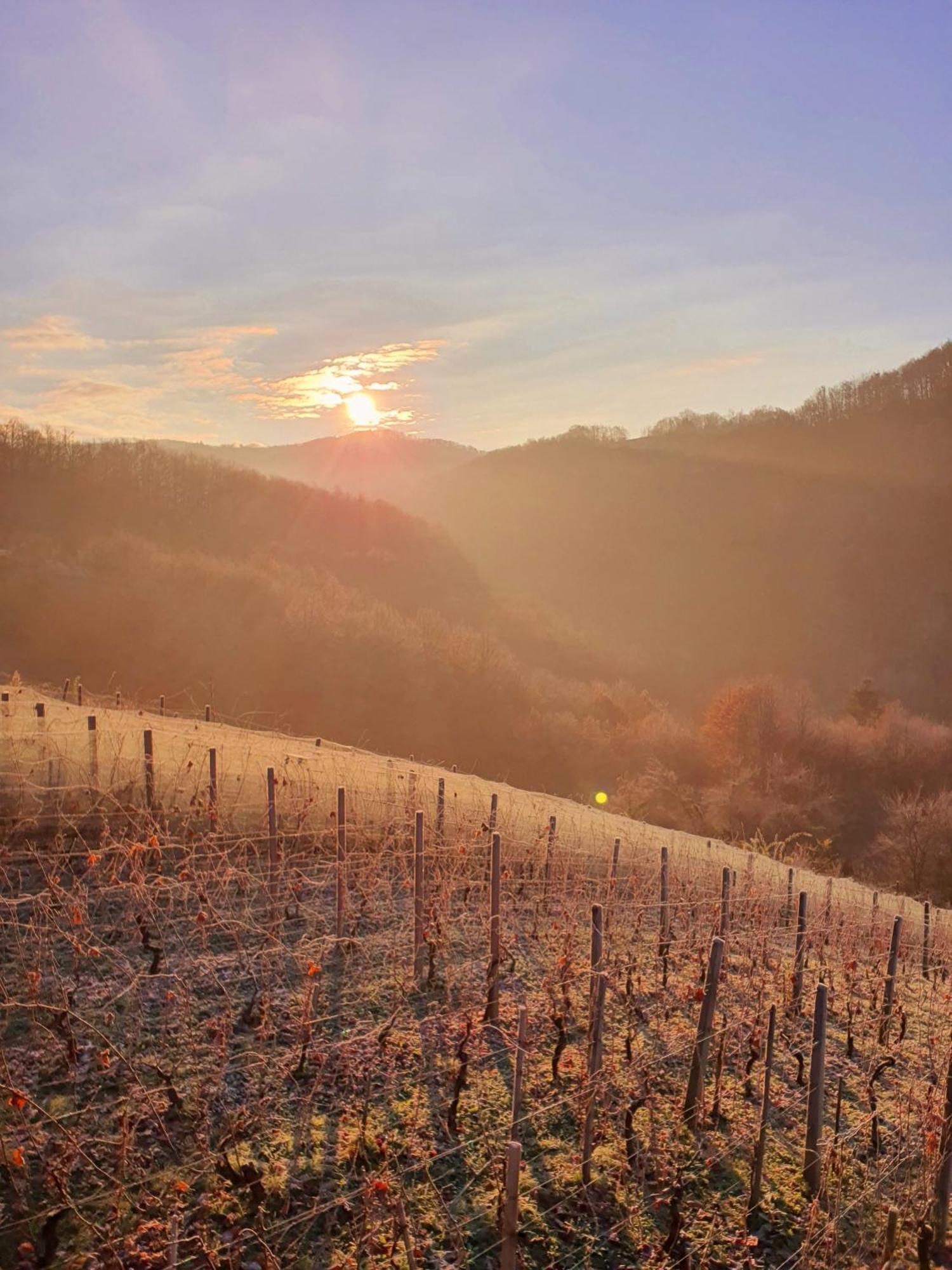 Holiday home Vineyard Matej