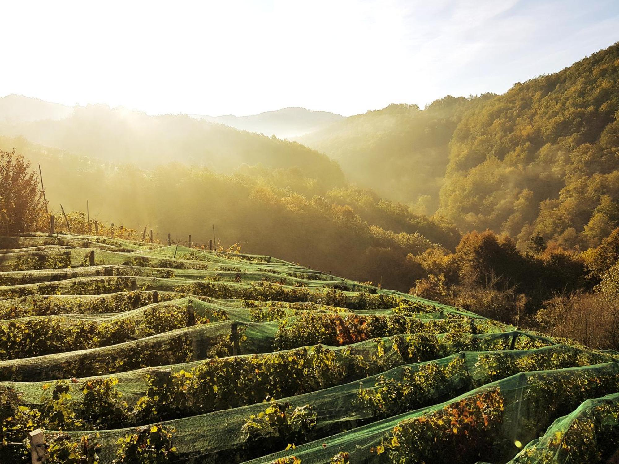 Vineyard Matej Trebnje